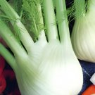 60 Seeds Organic Spherical Fennel Herbal Vegetables Fresh Seeds
