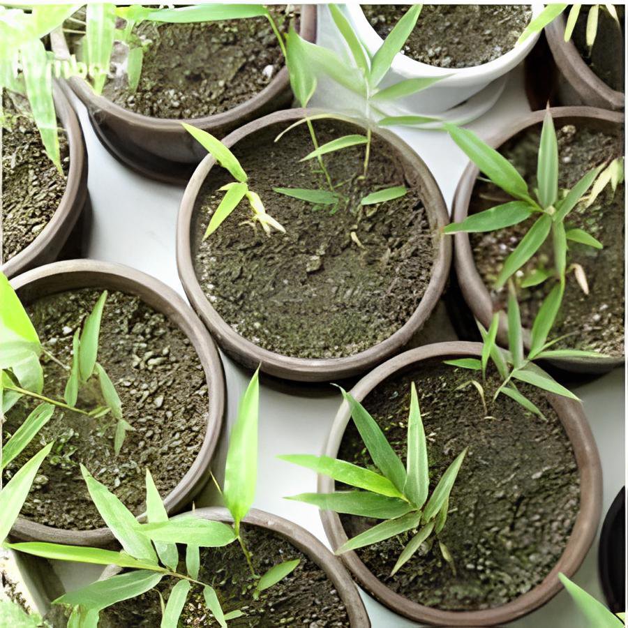 60 Seeds Heirloom 'Xigun' Thin Bonsai Bamboo Fresh Seeds