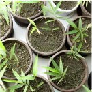 60 Seeds Heirloom 'Xigun' Thin Bonsai Bamboo Fresh Seeds