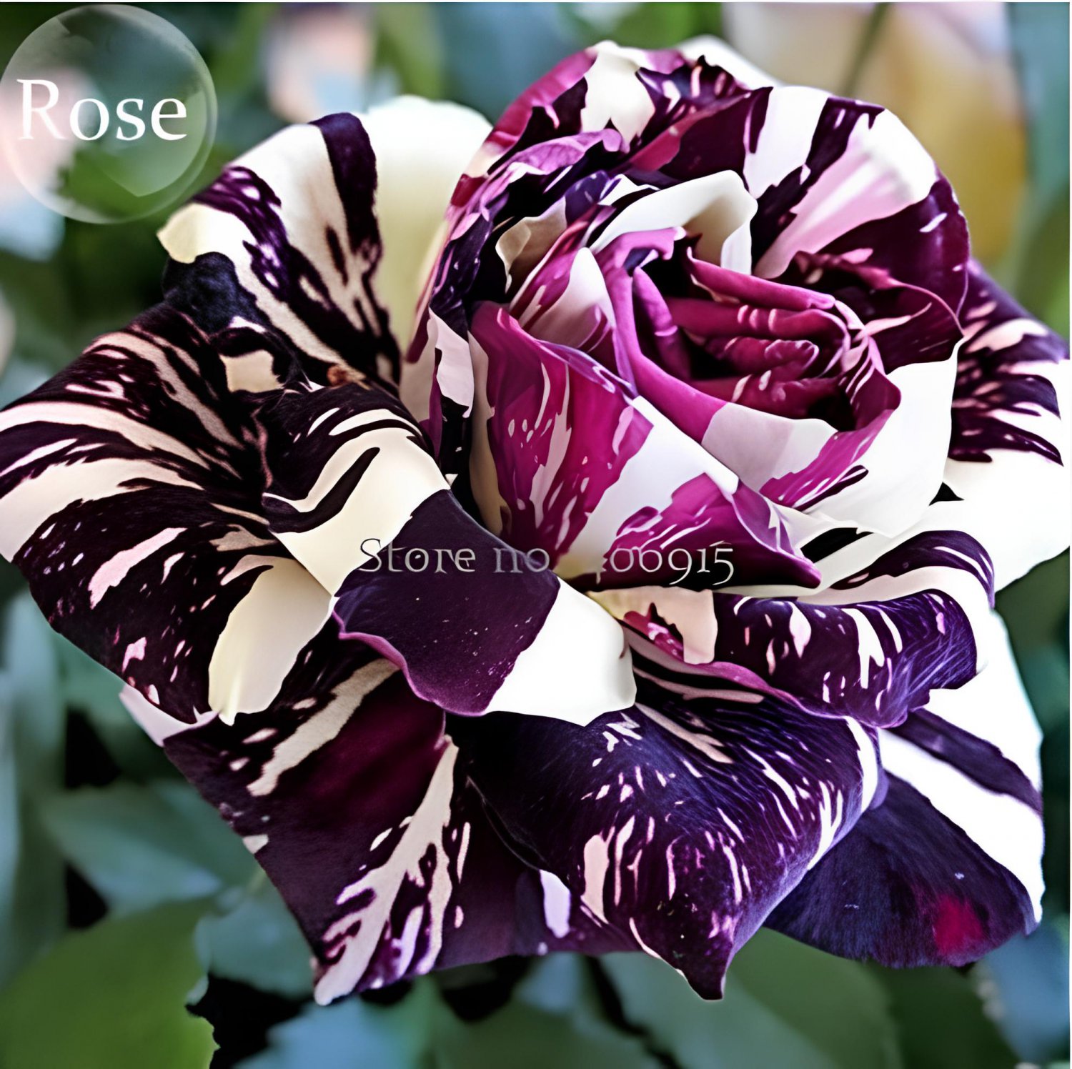 100 Seeds Rare Mixed 3 Types of Heirloom Rose Shrubs Fresh Seeds