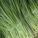 1000 Seeds Chinese Broadleaf Chive Bonsai Garden Potted Leek Plants Fresh Seeds