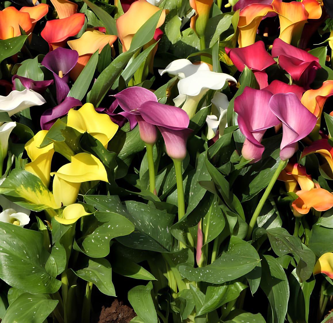 200 Seeds Rainbow Calla Lily Plants Flower Fresh Seeds
