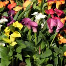 200 Seeds Rainbow Calla Lily Plants Flower Fresh Seeds