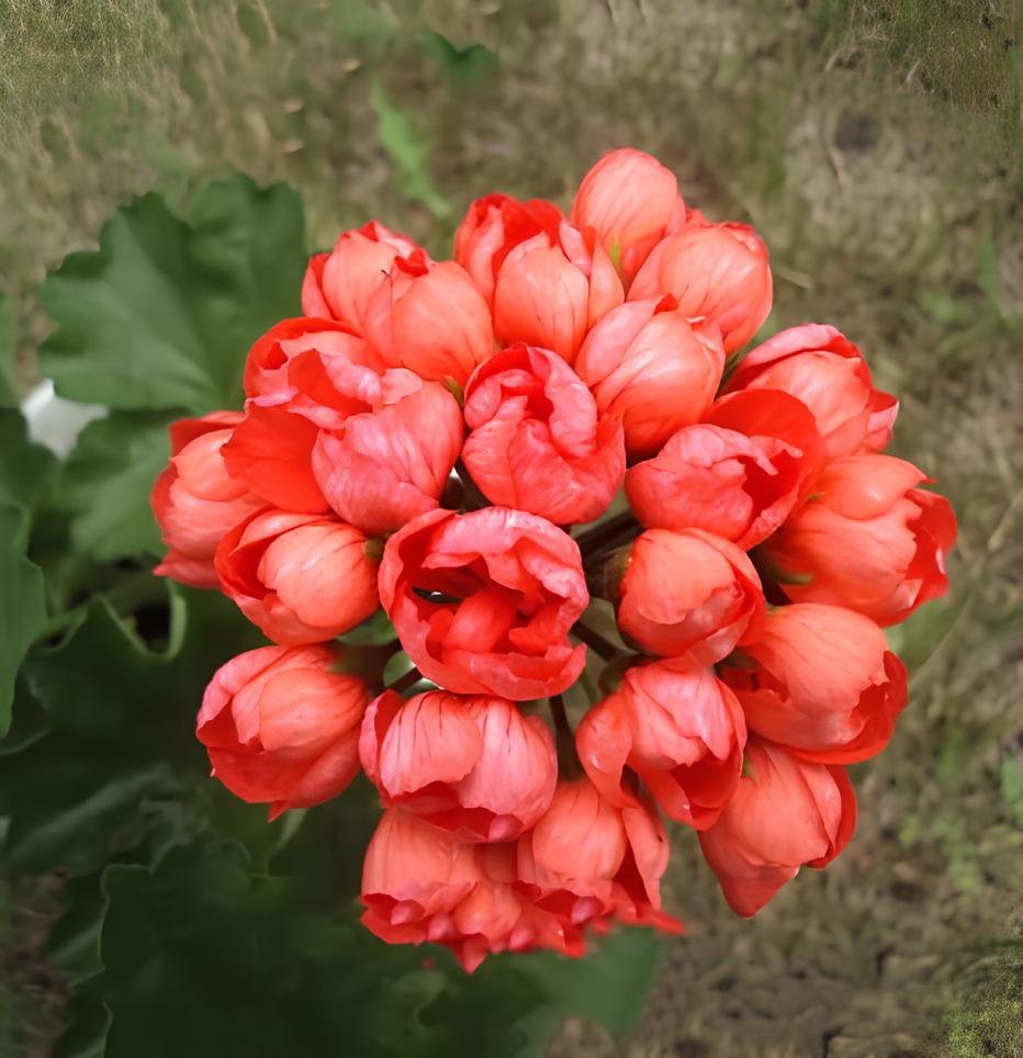 100 Seeds Tulip Bonsai Flowers Wedding Home Decorative (Color Mixed) Fresh Seeds
