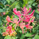40 Seeds Cape Honeysuckle (tecomaria Capensis) Bonsai Fresh Seeds
