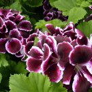 200 Seeds Rare Purple White Side Gloxinia Garden Perennial Flowering Plants Fresh Seeds