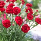400 Seeds Dianthus Caryophyllus Mother Flower Fresh Seeds