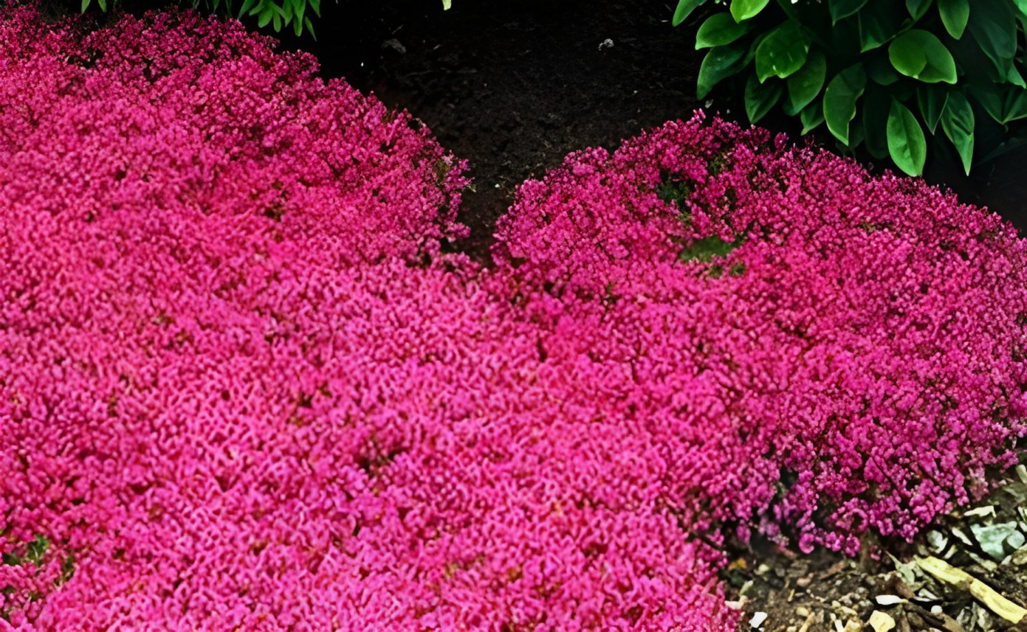 200 Seeds Creeping Thyme Seeds Rock CRESS Ground Cover Flower Fresh Seeds