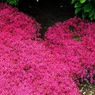 200 Seeds Creeping Thyme Seeds Rock CRESS Ground Cover Flower Fresh Seeds