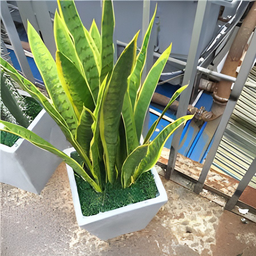 200 Seeds Sansevieria trifasciata Bonsai Succulent Plants Fresh Seeds