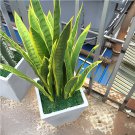 200 Seeds Sansevieria trifasciata Bonsai Succulent Plants Fresh Seeds