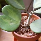 200 Seeds Hoya Kerrii Bonsai (Hoya Kerrii) Family Bonsai Gardening Fresh Seeds