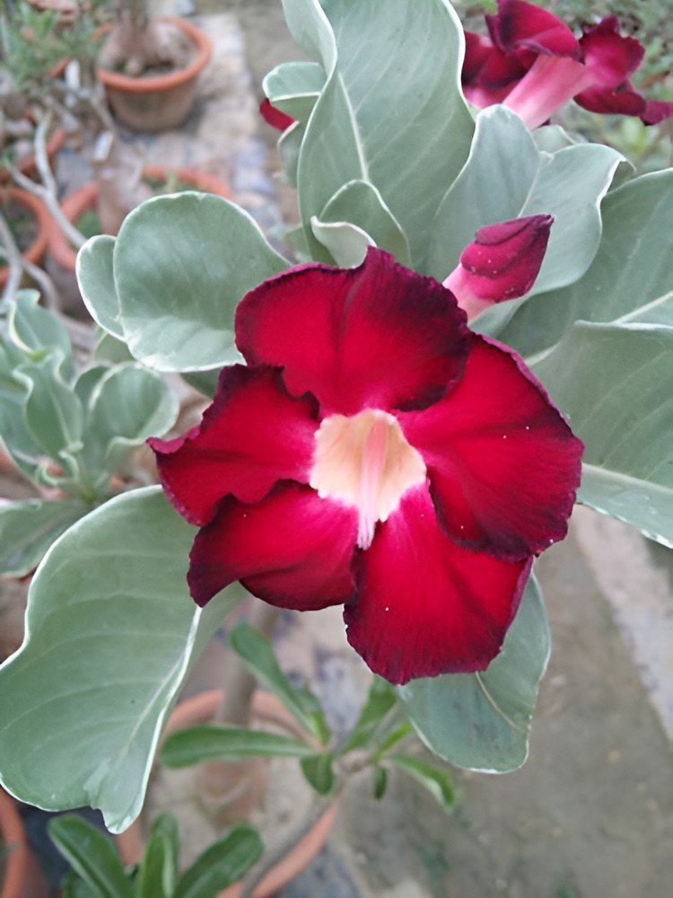 4 Seeds Adenium Dark Red Moon Plant Fresh Seeds