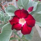 4 Seeds Adenium Dark Red Moon Plant Fresh Seeds