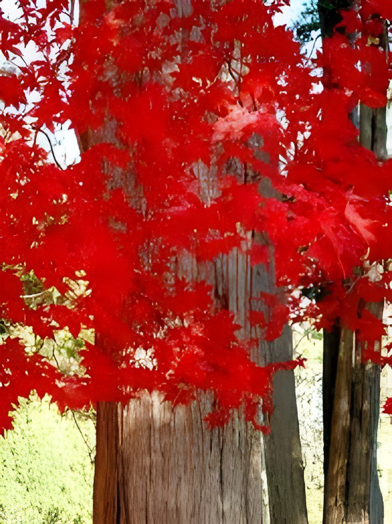 40 Seeds Heirloom Chinese Xiangshan Red Maple Tree Fresh Seeds