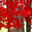 40 Seeds Heirloom Chinese Xiangshan Red Maple Tree Fresh Seeds