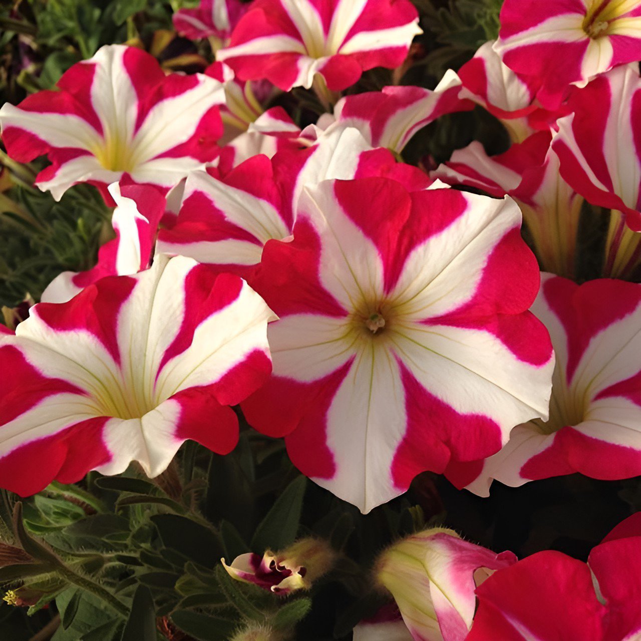 400 Seeds Petunia Heirloom Harvest Fresh Seeds