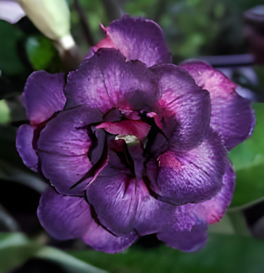 4 Seeds Rare Heirloom 'Tasi' Purple Red Adenium Perennial Flower Fresh Seeds