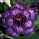 4 Seeds Rare Heirloom 'Tasi' Purple Red Adenium Perennial Flower Fresh Seeds