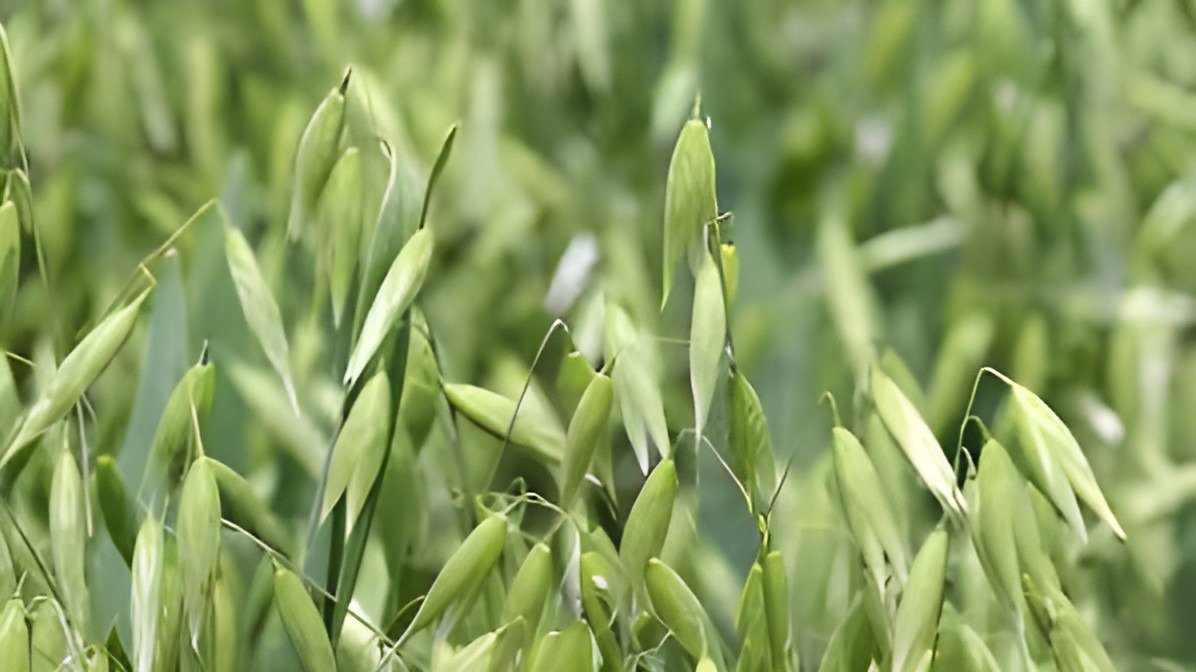 200 Seeds Hulless Oats Plant Fresh Seeds