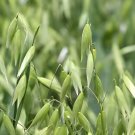 200 Seeds Hulless Oats Plant Fresh Seeds