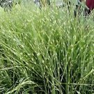 100 Seeds Zebra Grass Seeds Miscanthus Sinensis Zebrinus Fresh Seeds