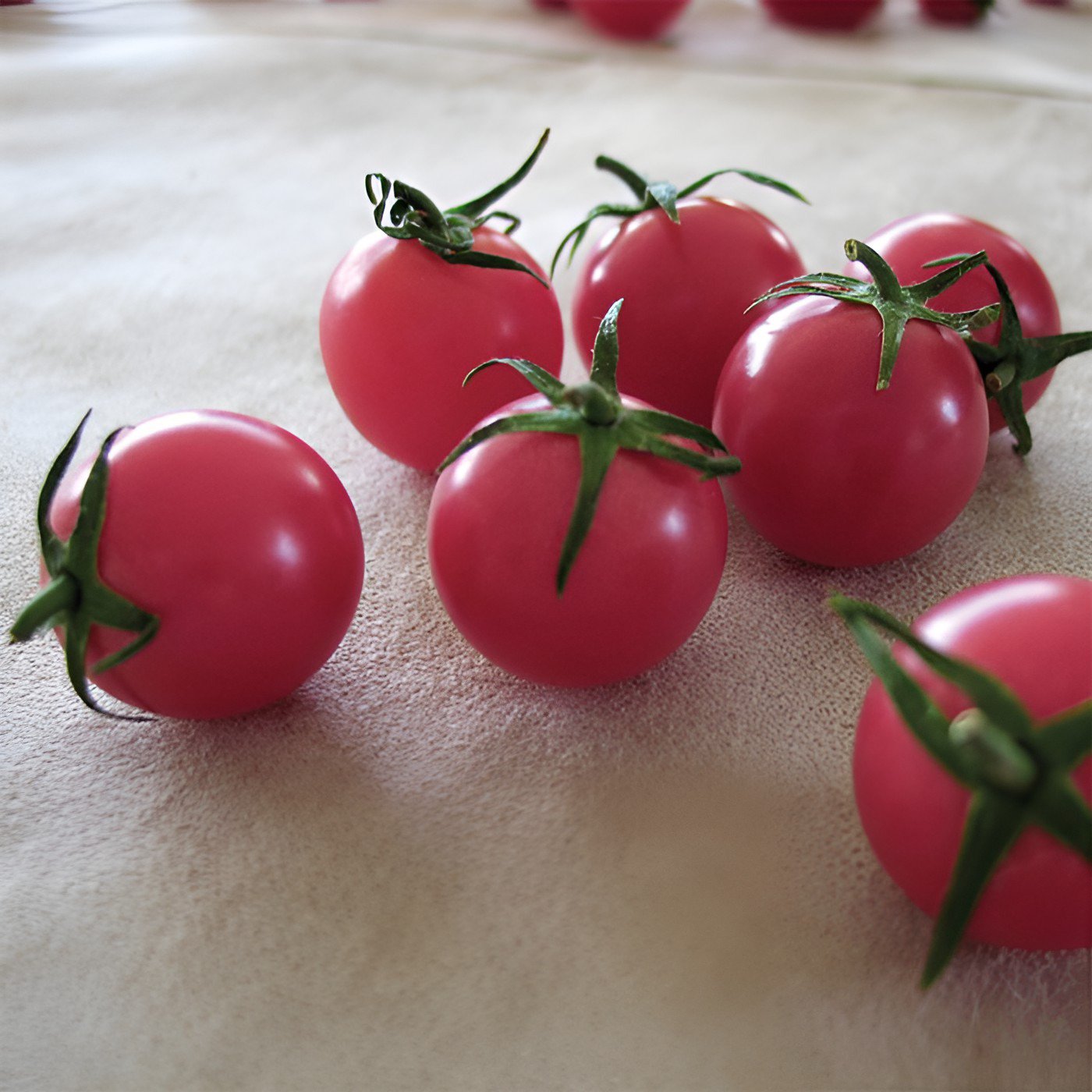 200 Seeds Sweet Treats Hybrid Pink Cherry Tomato Fresh Seeds
