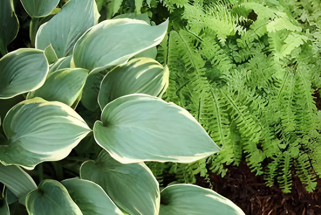 400 Seeds Japanese Hosta Milky White Ornamental Leave Fresh Seeds