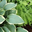 400 Seeds Japanese Hosta Milky White Ornamental Leave Fresh Seeds