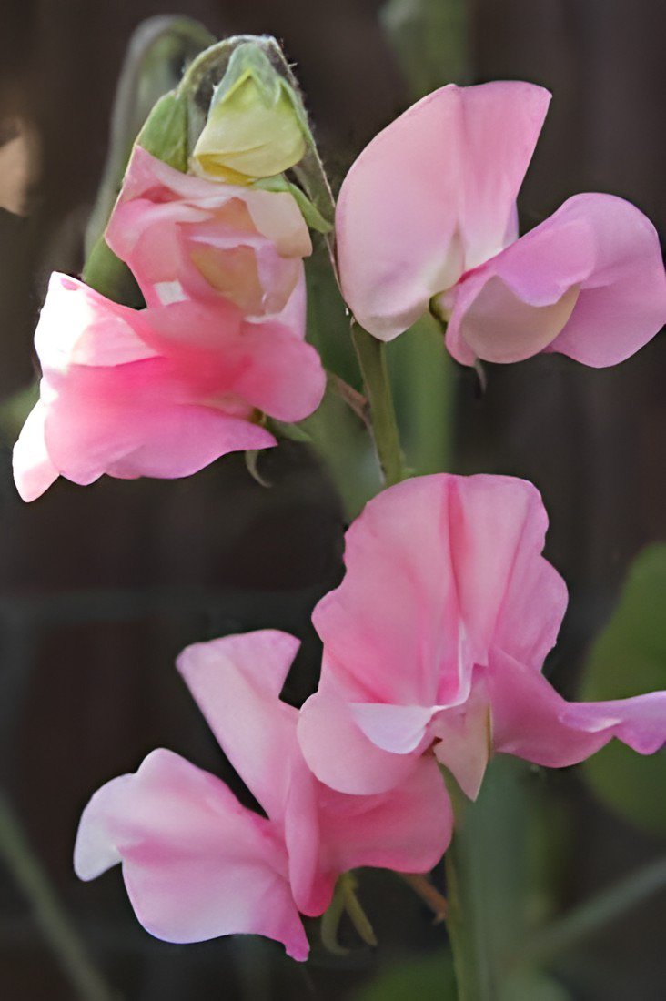 30 Seeds Beautiful Sweet Pea Flower Fresh Seeds