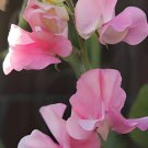 30 Seeds Beautiful Sweet Pea Flower Fresh Seeds