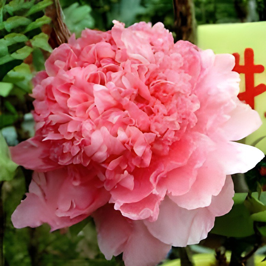 10 Seeds Meilitianshi' Rose Pink Peony Fresh Seeds