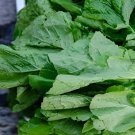 100 Seeds Green Potherb Mustard Organic Chinese Sauerkraut Vegetable Fresh Seeds