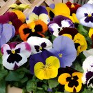 100 Seeds Mix Giant Pansy Seeds VIOLA WITTROCKIANA Long Blooming Flowers Fresh Seeds