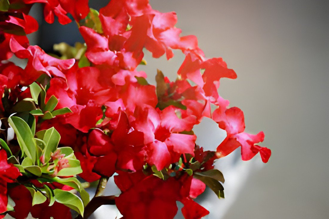 4 Seeds Bright Red Adenium Desert Rose Flower Fresh Seeds