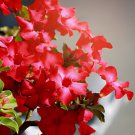 4 Seeds Bright Red Adenium Desert Rose Flower Fresh Seeds