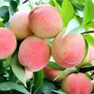 10 Seeds Sweet Prunus Persica Dwarf Peach Tree Fruit Fresh Seeds