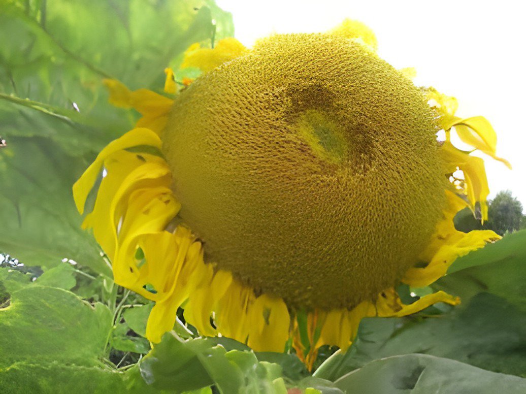 30 Seeds Titan Sunflowers 24 Inch Heads Fresh Seeds