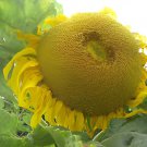 30 Seeds Titan Sunflowers 24 Inch Heads Fresh Seeds