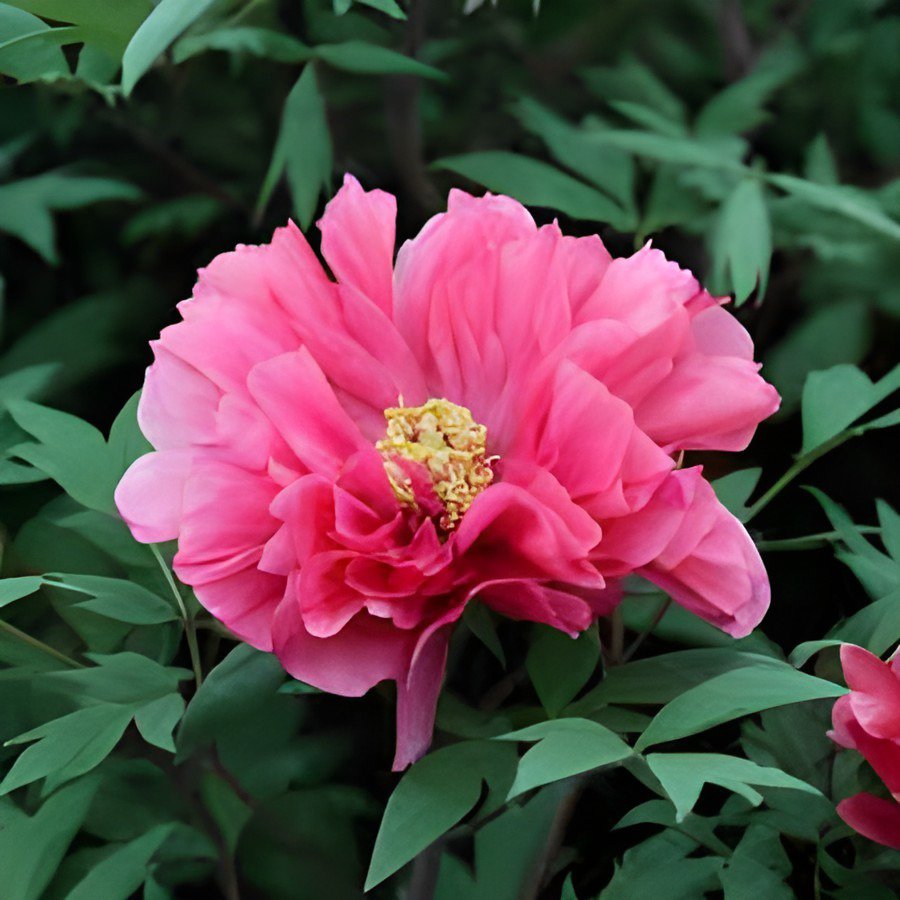 10 Seeds Rare Heirloom Pink Red Damask Garden Peony Plant Flower 'Qing Ren' Fresh Seeds