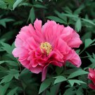 10 Seeds Rare Heirloom Pink Red Damask Garden Peony Plant Flower 'Qing Ren' Fresh Seeds