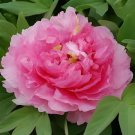 10 Seeds Rare Heirloom Pink Peony Tree 'Feng Xia' Flower Fresh Seeds