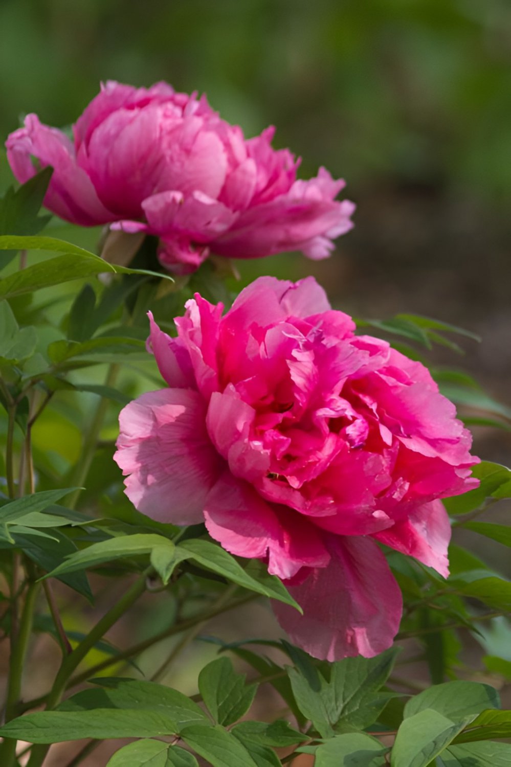 10 Seeds Rose Red Peony 'Shao Nv Hong' Flower Tree Fresh Seeds