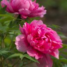10 Seeds Rose Red Peony 'Shao Nv Hong' Flower Tree Fresh Seeds