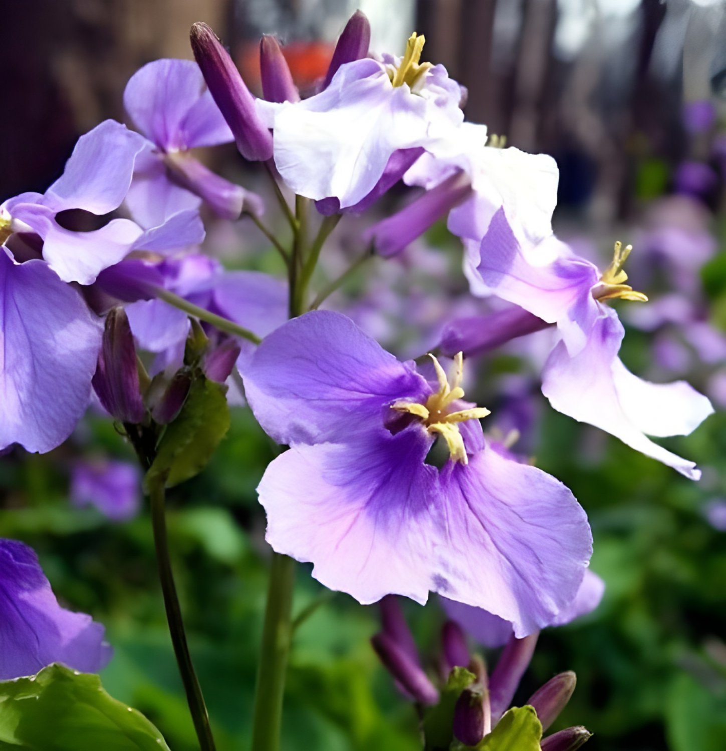200 Seeds Violet Orychopragmus Flower Fresh Seeds