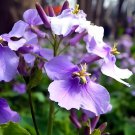200 Seeds Violet Orychopragmus Flower Fresh Seeds