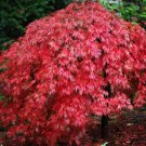 120 Seeds Rare Red Japanese Maple Fresh Seeds