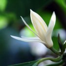 40 Seeds Michelia Alba Flower Seeds White Flowers Fresh Seeds