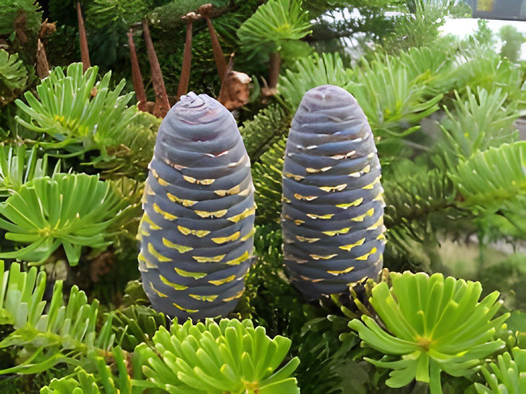 60 Seeds Korean Fir Tree Seeds Abies Koreana Fresh Seeds