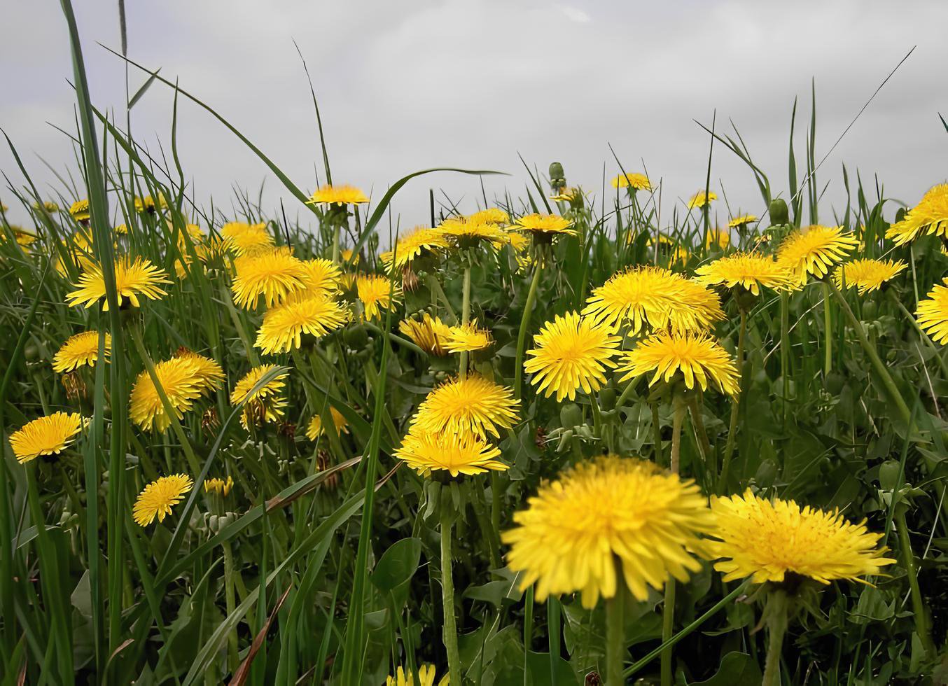 200 Seeds Dandelion Tortoise Wildflower Fresh Seeds